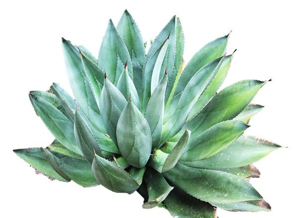 AGAVE PROPIEDADES Y USOS DE ESTA PLANTA