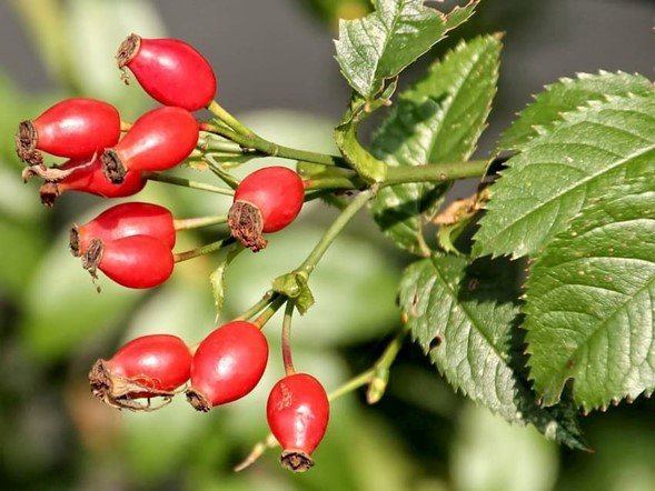 El escaramujo es el fruto del rosal silvestre, y constituye una de las principales fuentes de vitamina C que brinda la naturaleza, además de ser un eficaz remedio astringente, y ayudar a prevenir infecciones urinarias.