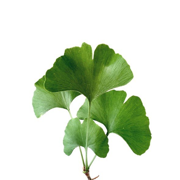 GINKGO BILOBA PROPIEDADES Y BENEFICIOS DE ESTA PLANTA