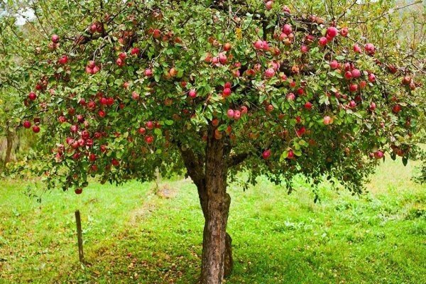 Manzana ayuda a equilibrar los niveles de azúcares en la sangre y el colesterol