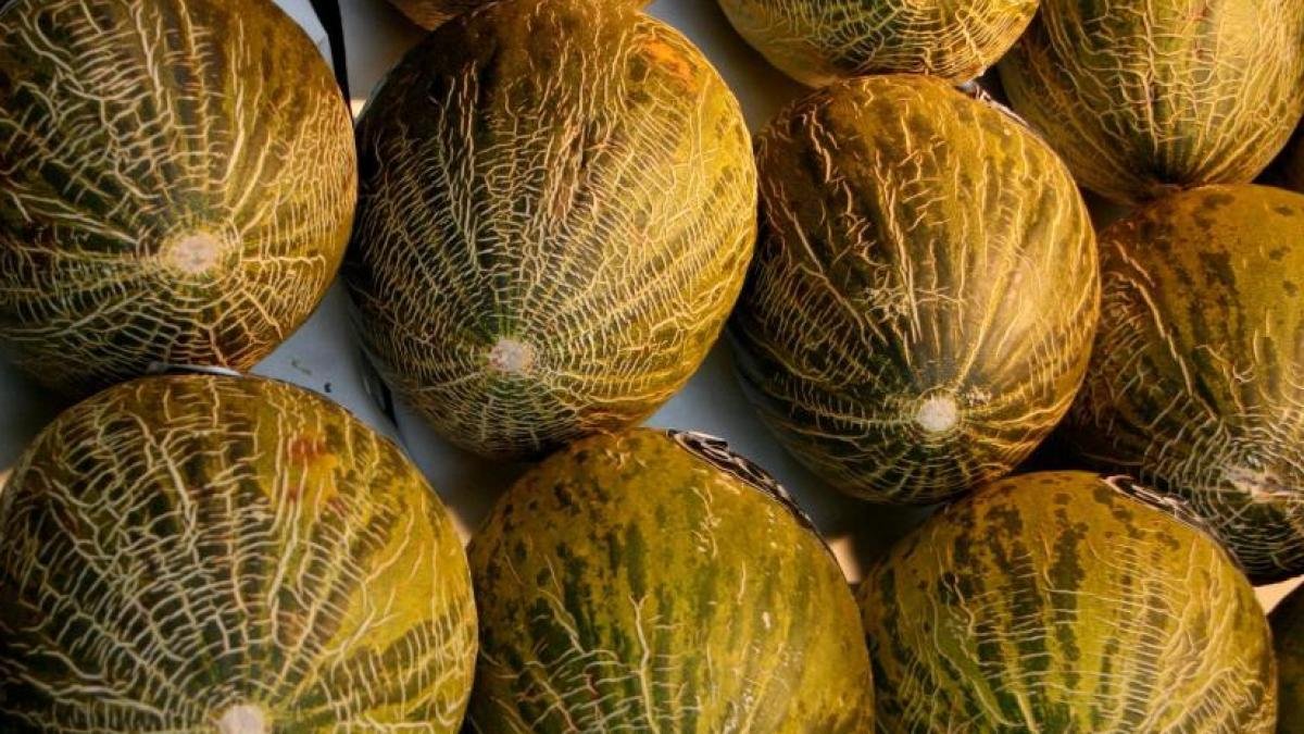 El melón es diurético, depurativo y ligeramente laxante, por eso lo recomiendan en caso de estreñimiento. Resulta conveniente en la dieta de aquellas personas que padecen gota, reuma y patologías renales. Por su aporte de minerales, se recomienda consumirlo en períodos de convalecencia, anemias y en estado de debilidad.