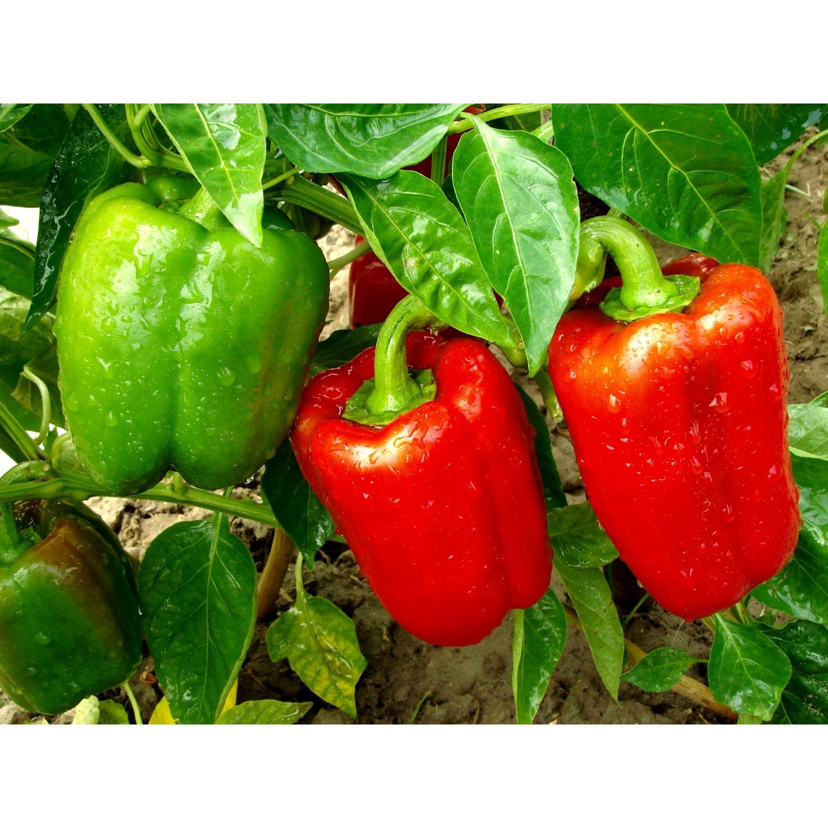 El pimiento es una hortaliza de forma, tamaño y color variable. Puede ser verde, rojo, amarillo, naranja e incluso ¡negro!