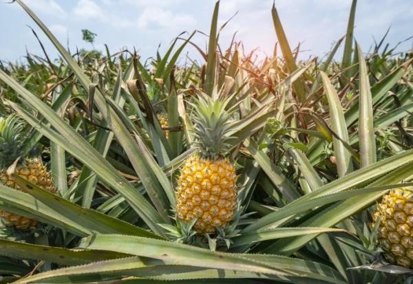 La piña madura tiene una fragancia muy singular. Es de hermoso color y agradable sabor agridulce. Se puede comer cruda o como ingrediente en zumos, conservas, licores, etc. 