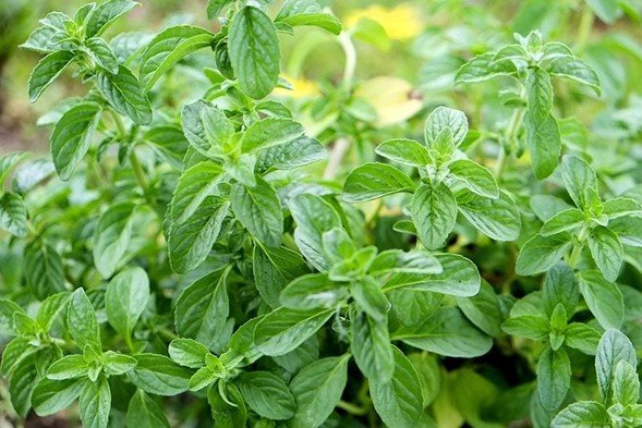 La llamada menta poleo es una planta medicinal con extraordinarias propiedades más que beneficiosas para el organismo. Puede servir de adelgazante, calmante y aplicación tópica, además de que su infusión tiene un exquisito sabor.